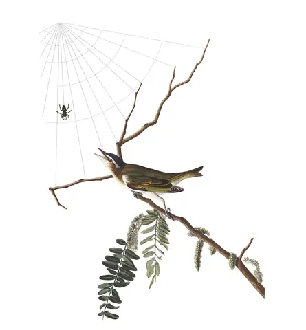 Plate 150 of Audubon's The Birds of America: Red-eyed Vireo (Vireo olivaceus)