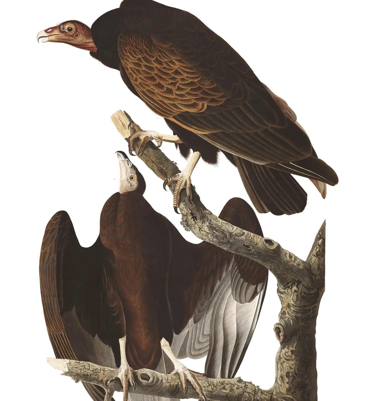 Plate 151 of Audubon's The Birds of America: Turkey Vulture (Cathartes aura)