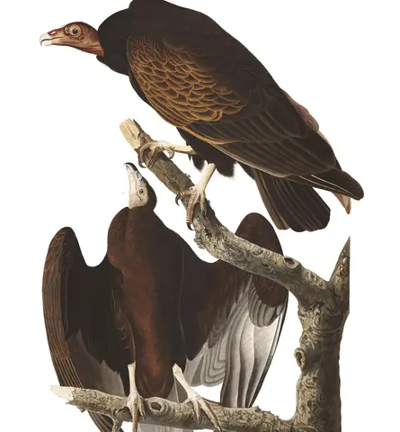 Plate 151 of Audubon's The Birds of America: Turkey Vulture (Cathartes aura)