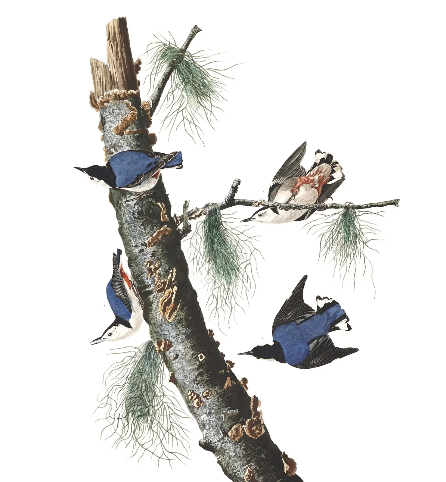 Plate 152 of Audubon's The Birds of America: White-breasted Nuthatch (Sitta carolinensis)