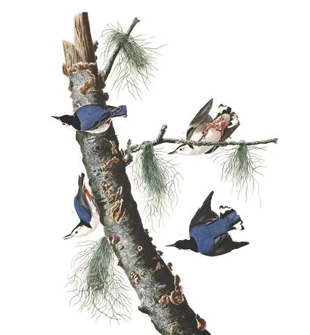 Plate 152 of Audubon's The Birds of America: White-breasted Nuthatch (Sitta carolinensis)