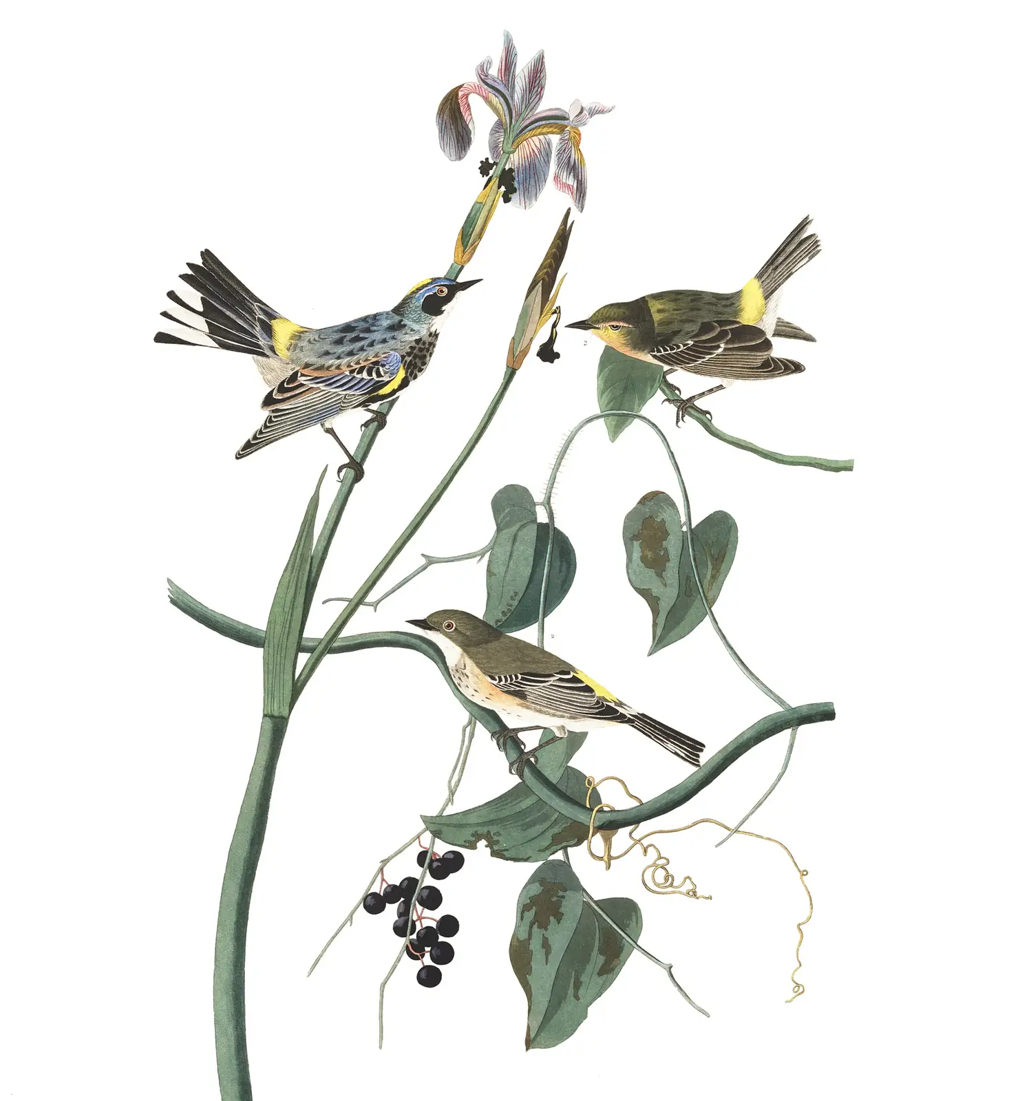 Plate 153 of Audubon's The Birds of America: Yellow-rumped Warbler (Setophaga coronata)