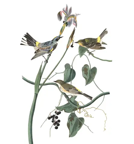 Plate 153 of Audubon's The Birds of America: Yellow-rumped Warbler (Setophaga coronata)