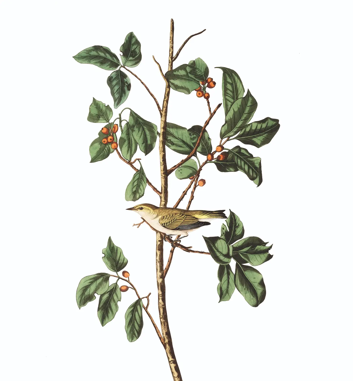 Plate 154 of Audubon's The Birds of America: Tennessee Warbler (Leiothlypis peregrina)