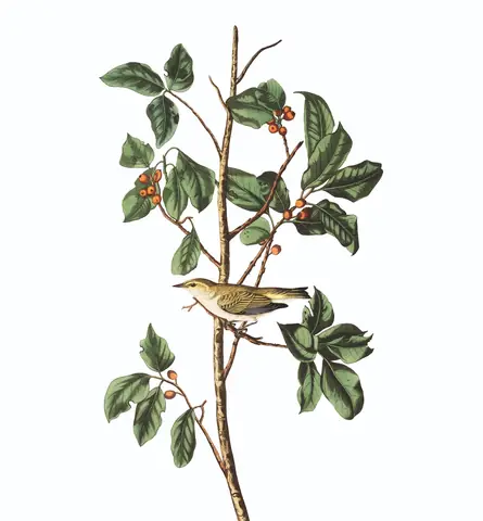 Plate 154 of Audubon's The Birds of America: Tennessee Warbler (Leiothlypis peregrina)