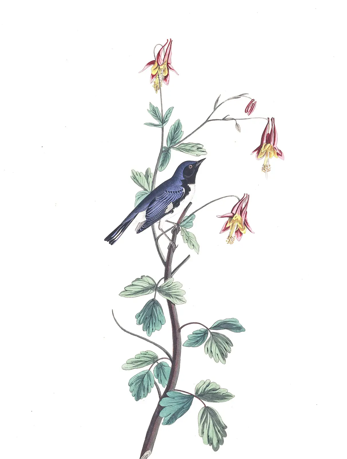 Plate 155 of Audubon's The Birds of America: Black-throated Blue Warbler (Setophaga caerulescens)