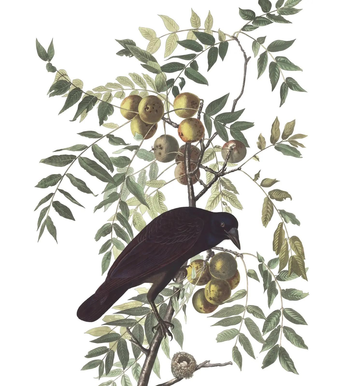 Plate 156 of Audubon's The Birds of America: American Crow (Corvus brachyrhynchos)