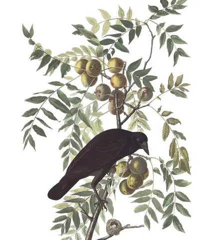 Plate 156 of Audubon's The Birds of America: American Crow (Corvus brachyrhynchos)