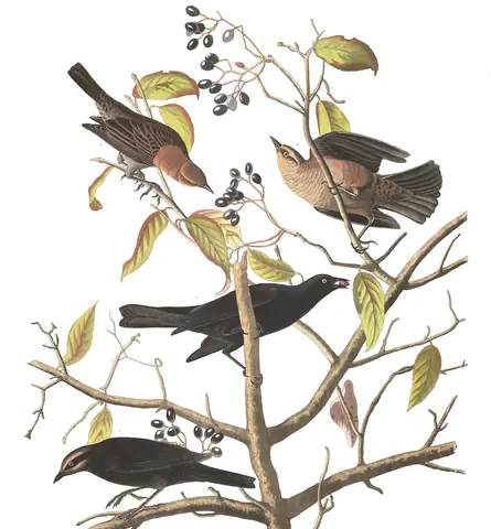 Plate 157 of Audubon's The Birds of America: Rusty Blackbird (Euphagus carolinus)