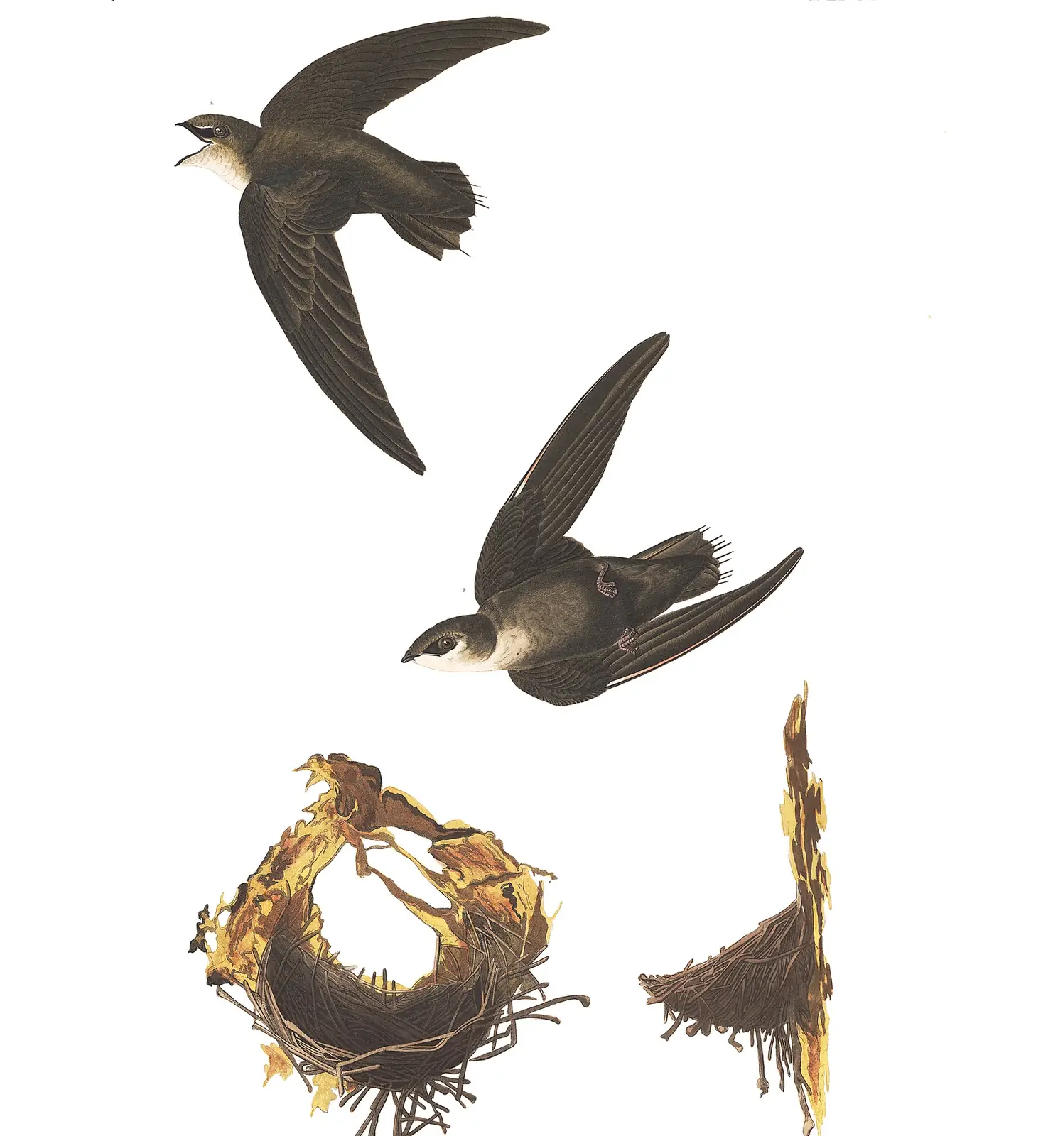 Plate 158 of Audubon's The Birds of America: Chimney Swift (Chaetura pelagica)