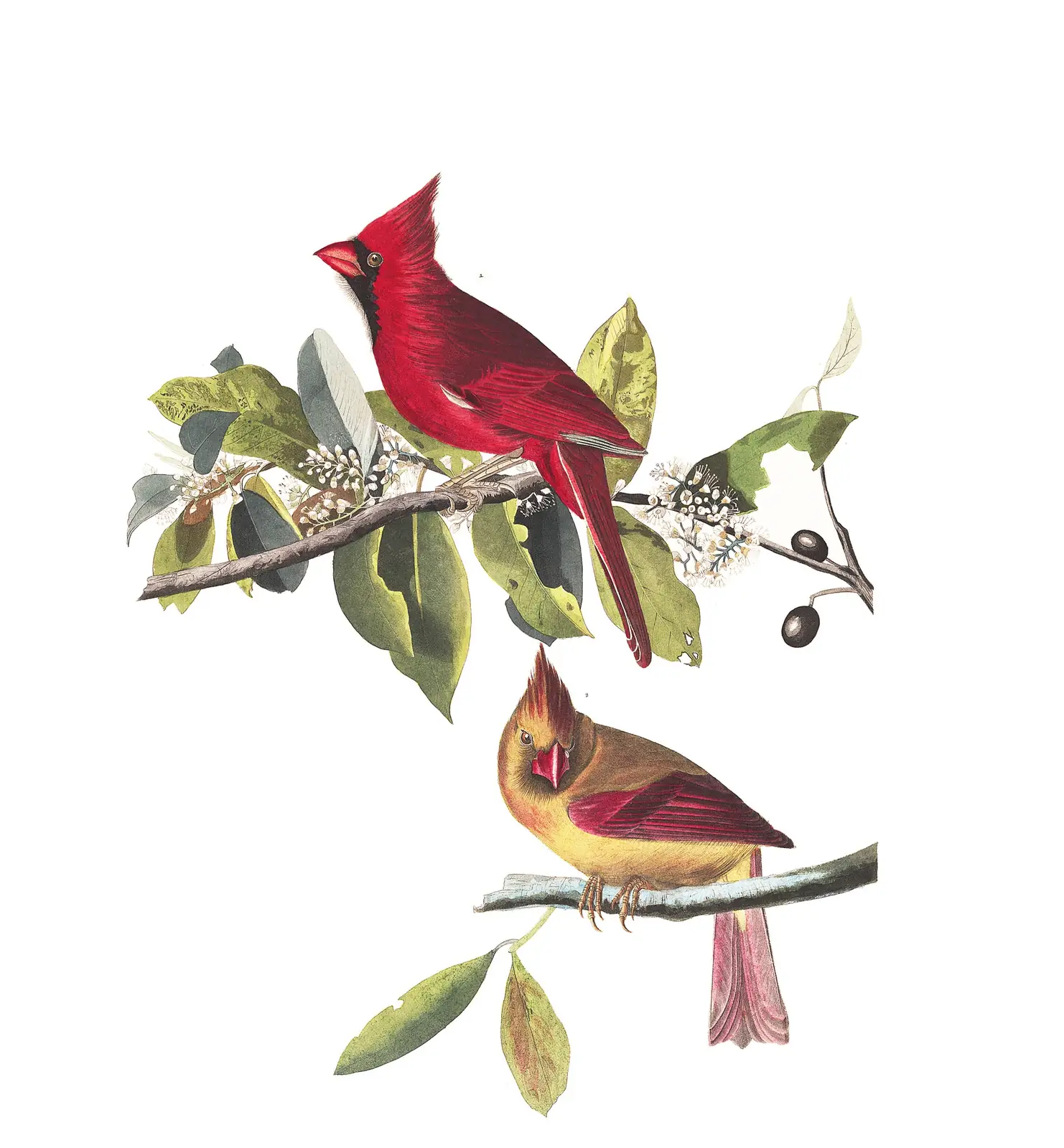 Plate 159 of Audubon's The Birds of America: Northern Cardinal (Cardinalis cardinalis)
