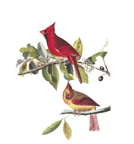 Plate 159 of Audubon's The Birds of America: Northern Cardinal (Cardinalis cardinalis)