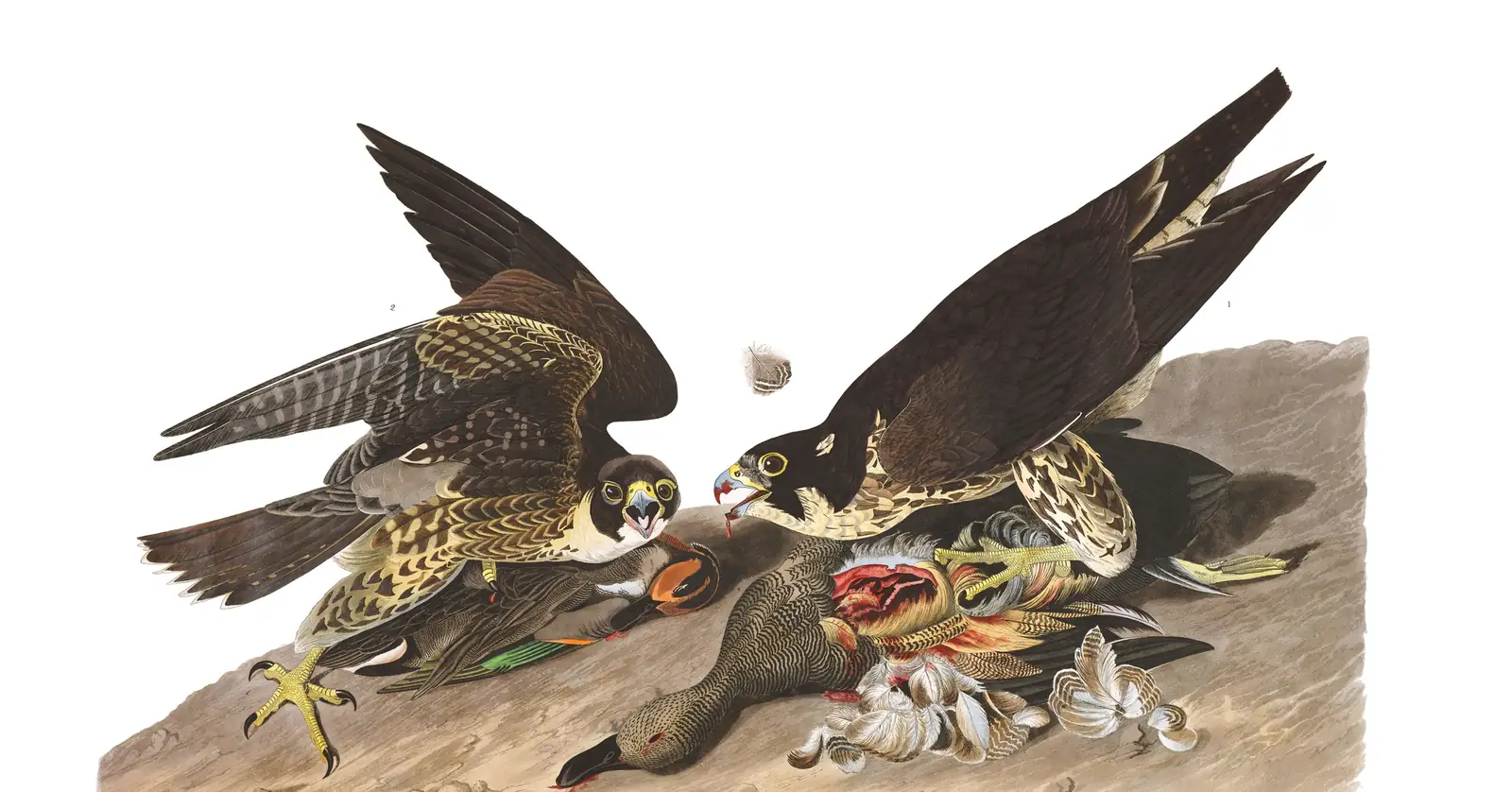 Plate 16 of Audubon's The Birds of America: Peregrine Falcon (Falco peregrinus)