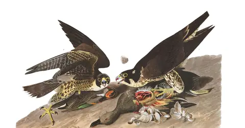 Plate 16 of Audubon's The Birds of America: Peregrine Falcon (Falco peregrinus)