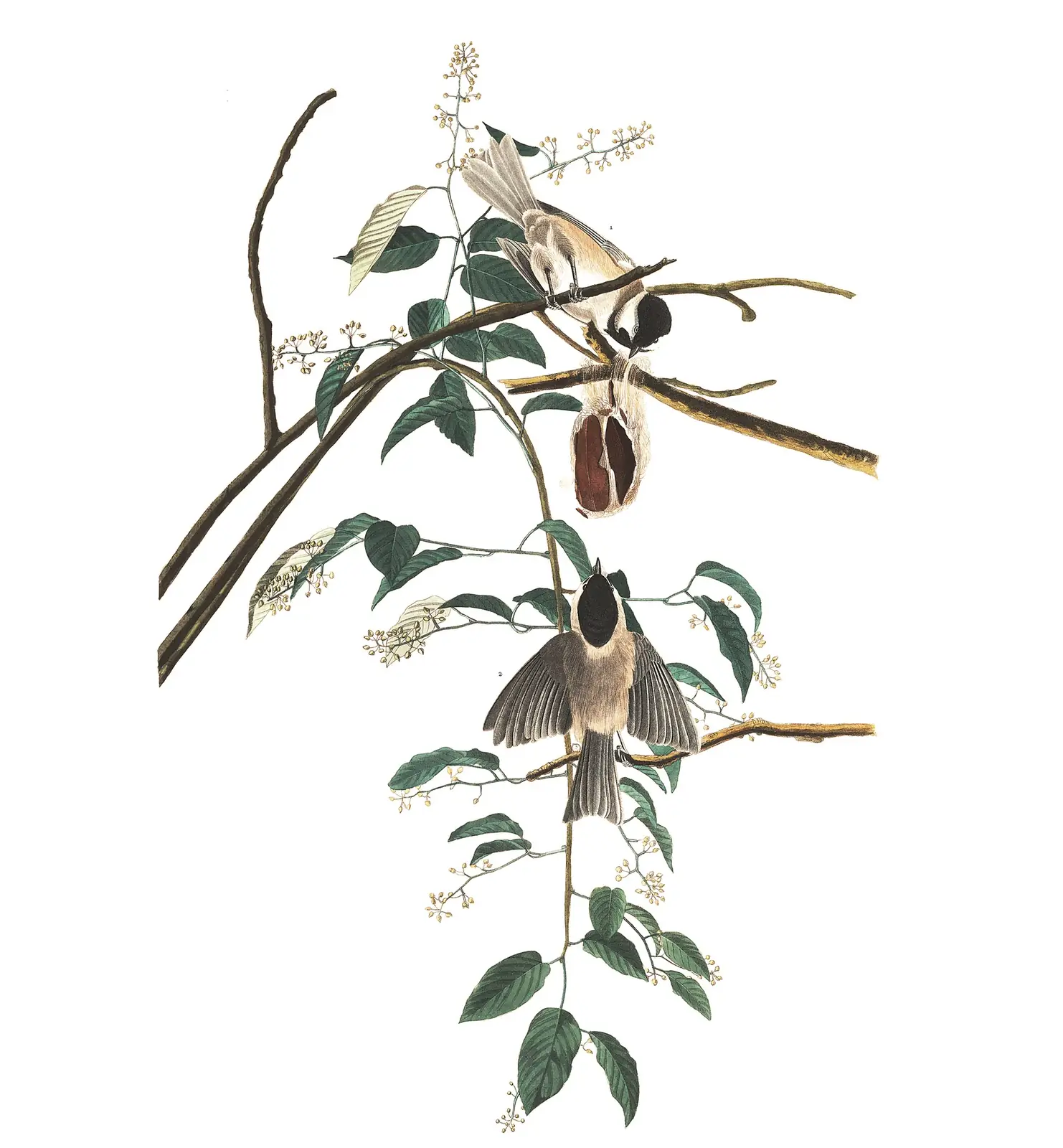 Plate 160 of Audubon's The Birds of America: Carolina Chickadee (Poecile carolinensis)