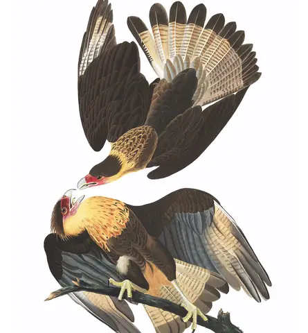 Plate 161 of Audubon's The Birds of America: Crested Caracara (Caracara plancus)