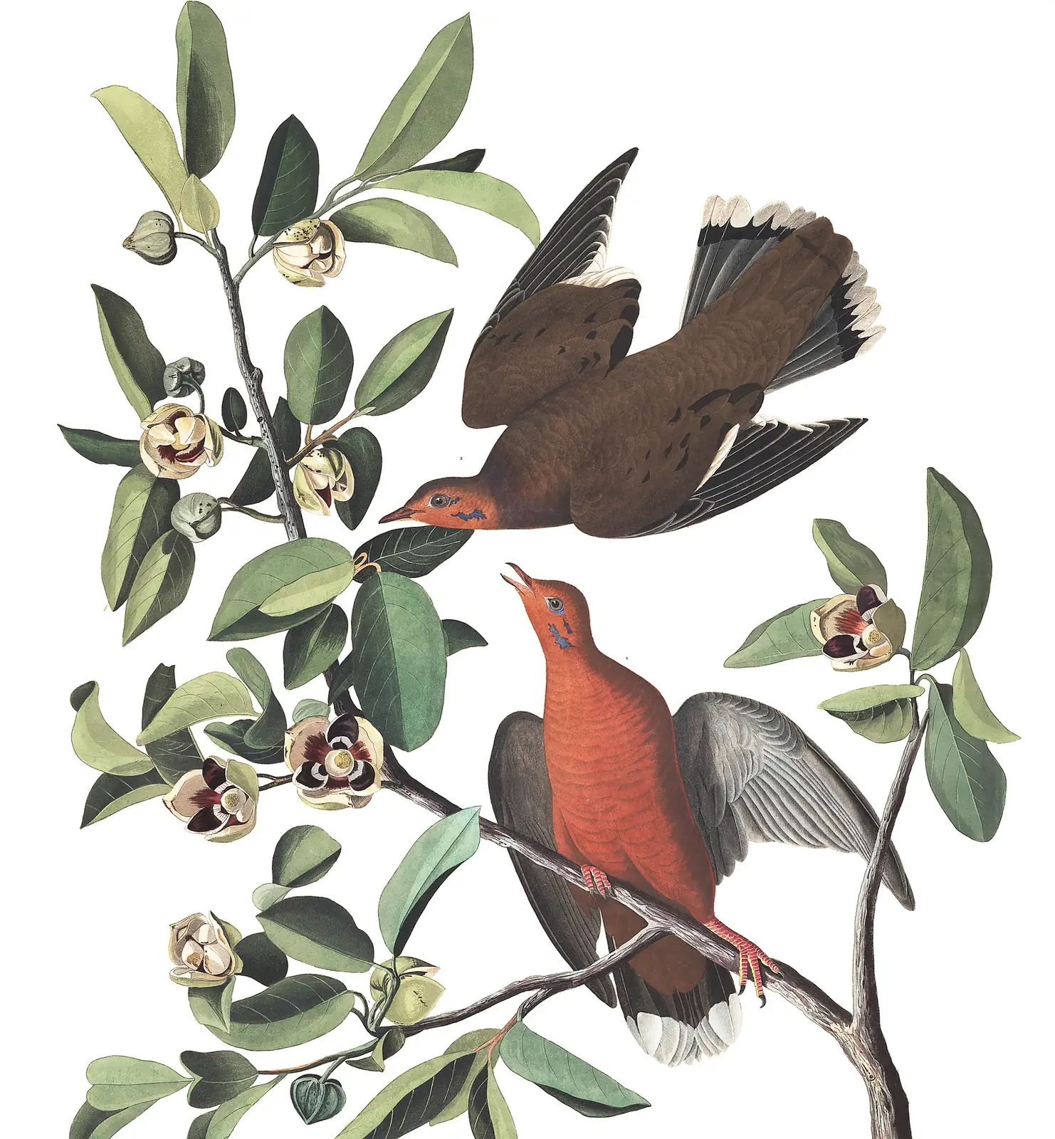 Plate 162 of Audubon's The Birds of America: Zenaida Dove (Zenaida aurita)