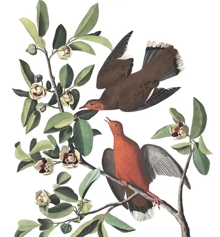 Plate 162 of Audubon's The Birds of America: Zenaida Dove (Zenaida aurita)