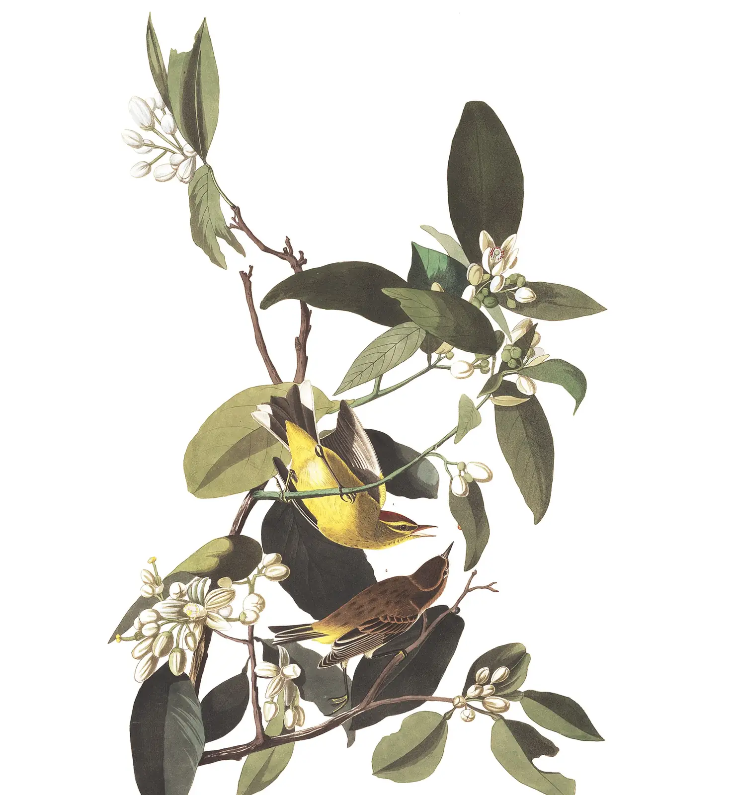 Plate 163 of Audubon's The Birds of America: Palm Warbler (Setophaga palmarum)
