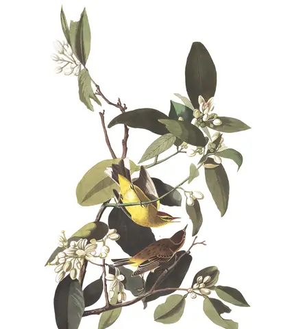 Plate 163 of Audubon's The Birds of America: Palm Warbler (Setophaga palmarum)