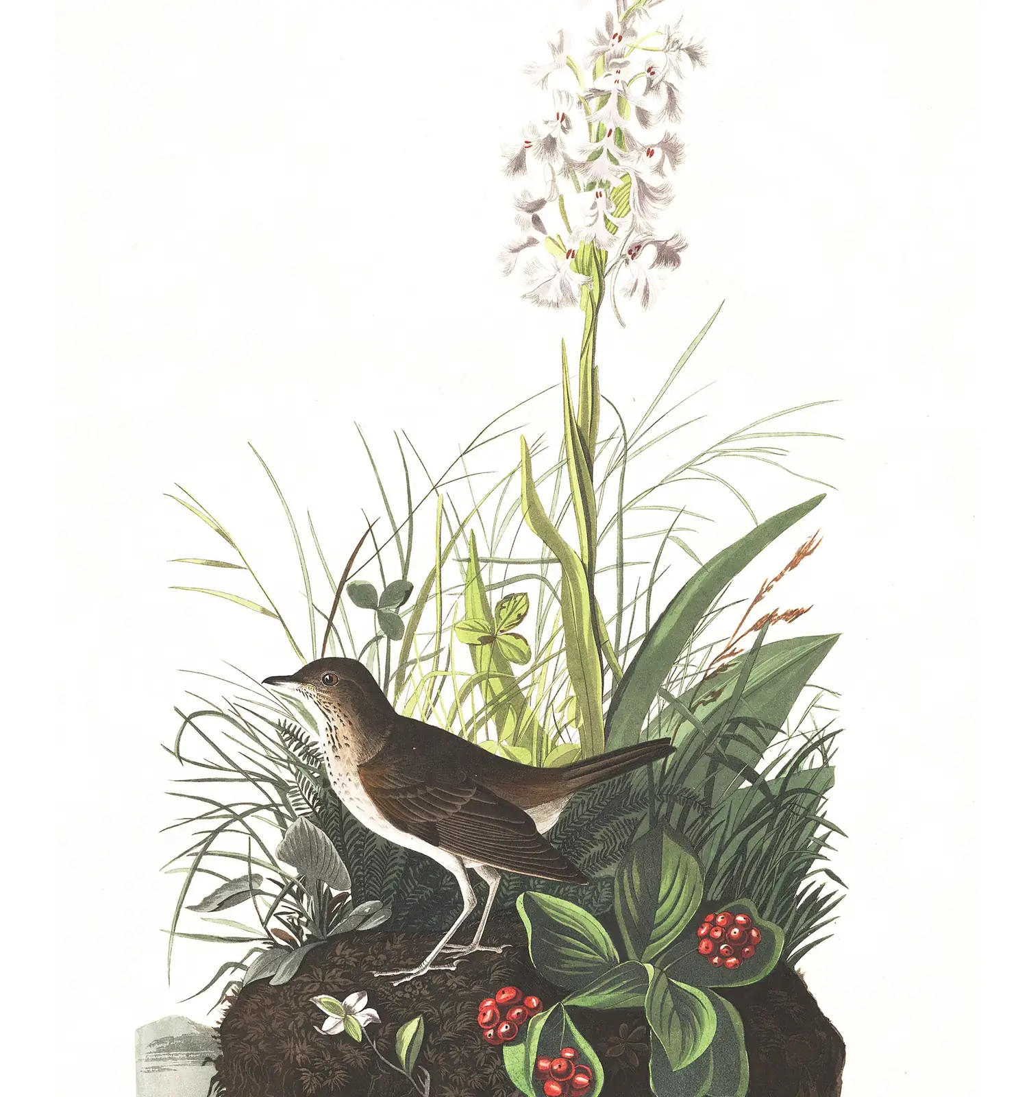 Plate 164 of Audubon's The Birds of America: “Tawny Thrush”, not identified
