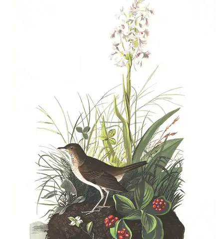 Plate 164 of Audubon's The Birds of America: “Tawny Thrush”, not identified