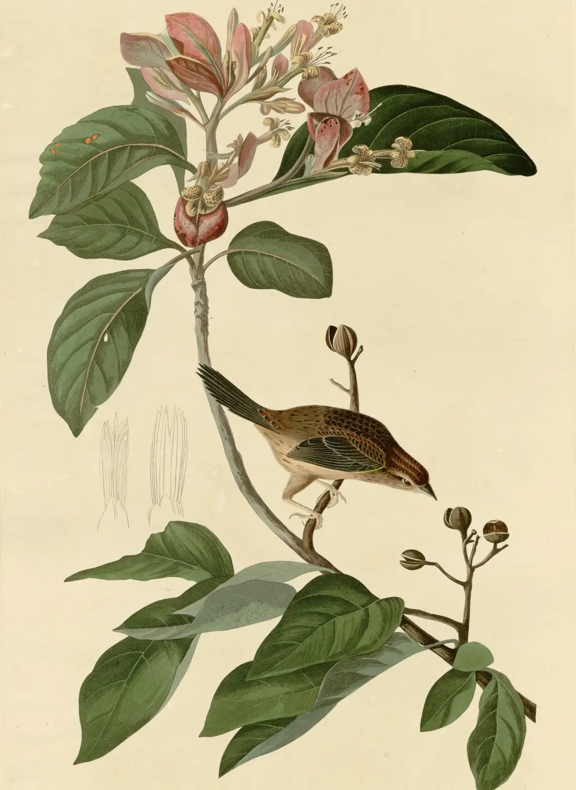 Plate 165 of Audubon's The Birds of America: Bachman's Sparrow (Peucaea aestivalis)