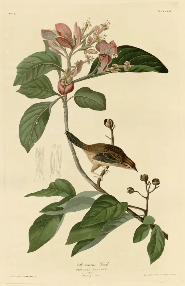 The whole sheet of plate 165, with its engraved caption