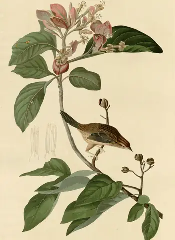 Plate 165 of Audubon's The Birds of America: Bachman's Sparrow (Peucaea aestivalis)