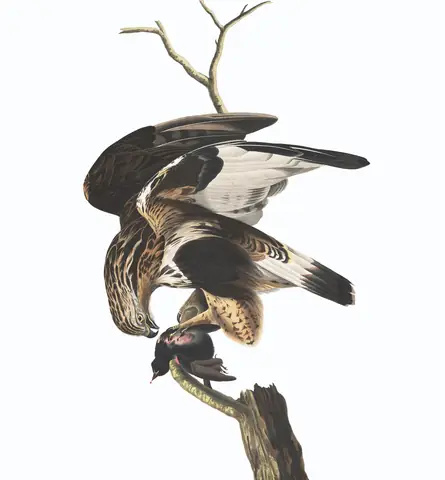Plate 166 of Audubon's The Birds of America: Rough-legged Hawk (Buteo lagopus)