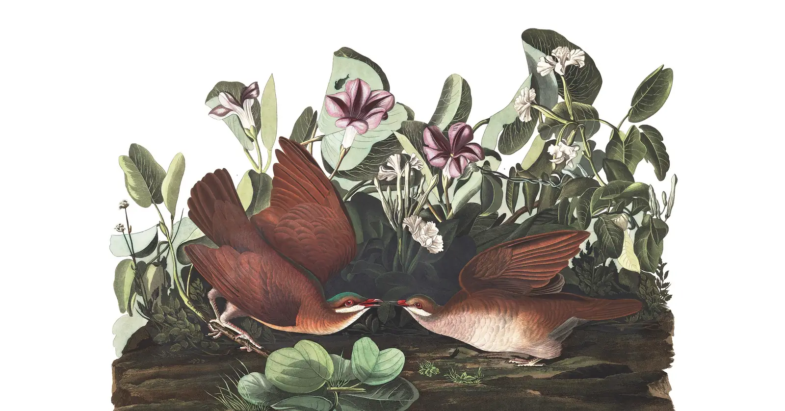 Plate 167 of Audubon's The Birds of America: Key West Quail-Dove (Geotrygon chrysia)