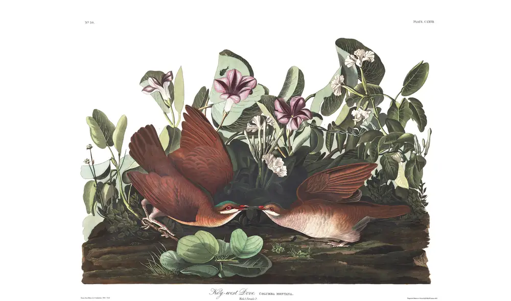 The whole sheet of plate 167, with its engraved caption