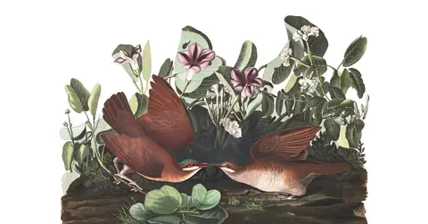 Plate 167 of Audubon's The Birds of America: Key West Quail-Dove (Geotrygon chrysia)