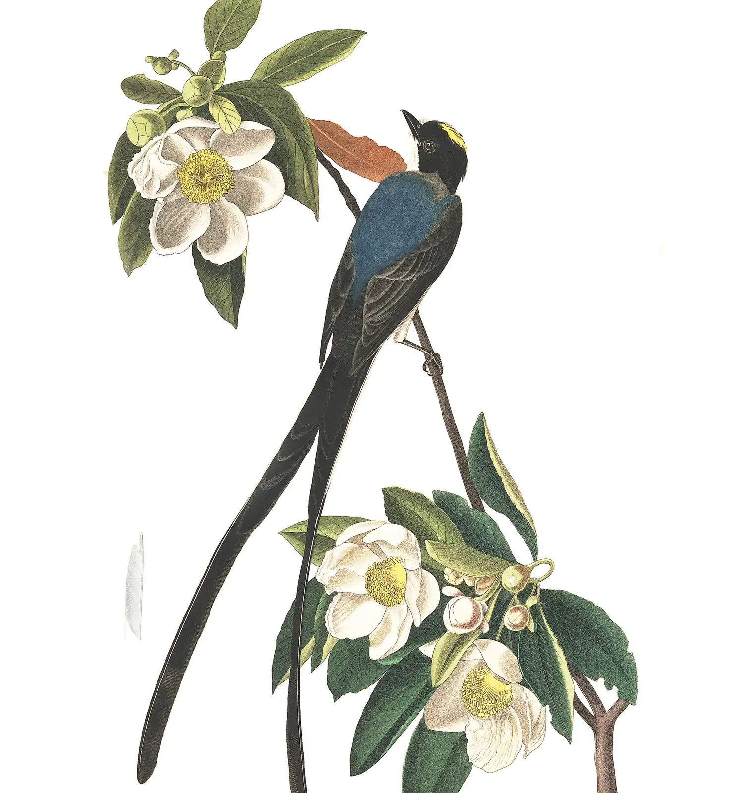 Plate 168 of Audubon's The Birds of America: Fork-tailed Flycatcher (Tyrannus savana)
