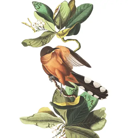 Plate 169 of Audubon's The Birds of America: Mangrove Cuckoo (Coccyzus minor)