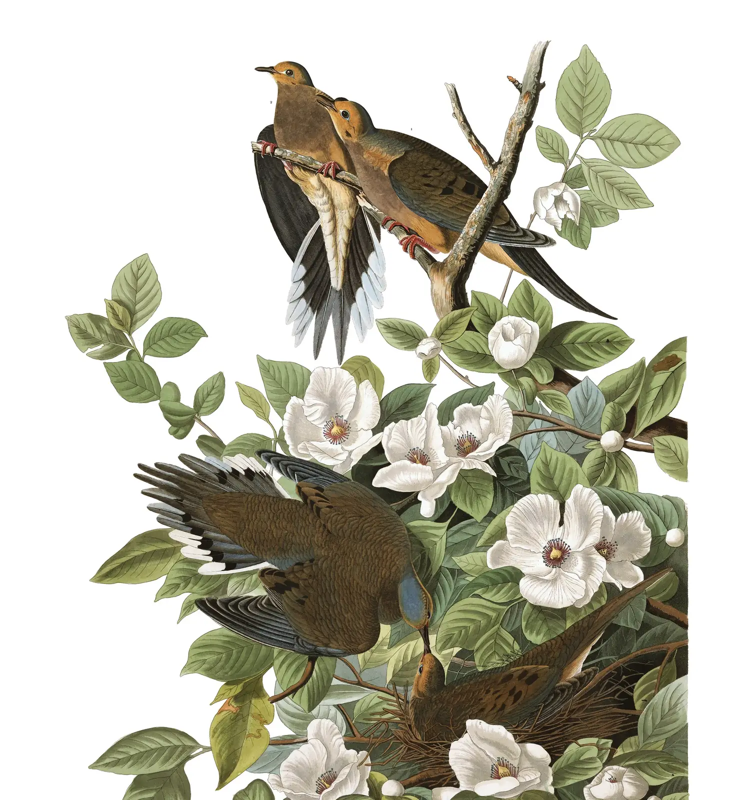 Plate 17 of Audubon's The Birds of America: Mourning Dove (Zenaida macroura)