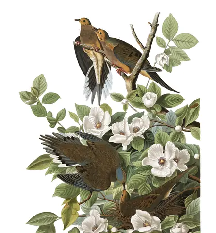 Plate 17 of Audubon's The Birds of America: Mourning Dove (Zenaida macroura)