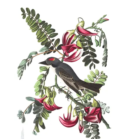 Plate 170 of Audubon's The Birds of America: Gray Kingbird (Tyrannus dominicensis)