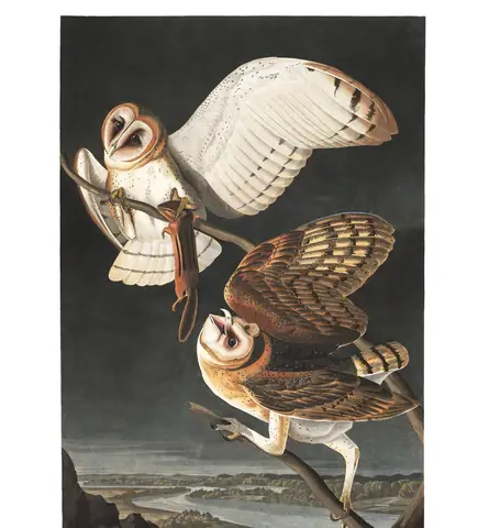 Plate 171 of Audubon's The Birds of America: American Barn Owl (Tyto furcata)