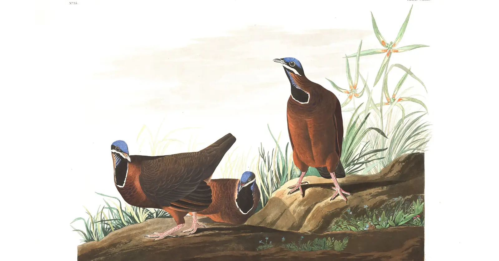 Plate 172 of Audubon's The Birds of America: Blue-headed Quail-Dove (Starnoenas cyanocephala)