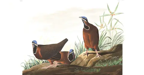 Plate 172 of Audubon's The Birds of America: Blue-headed Quail-Dove (Starnoenas cyanocephala)