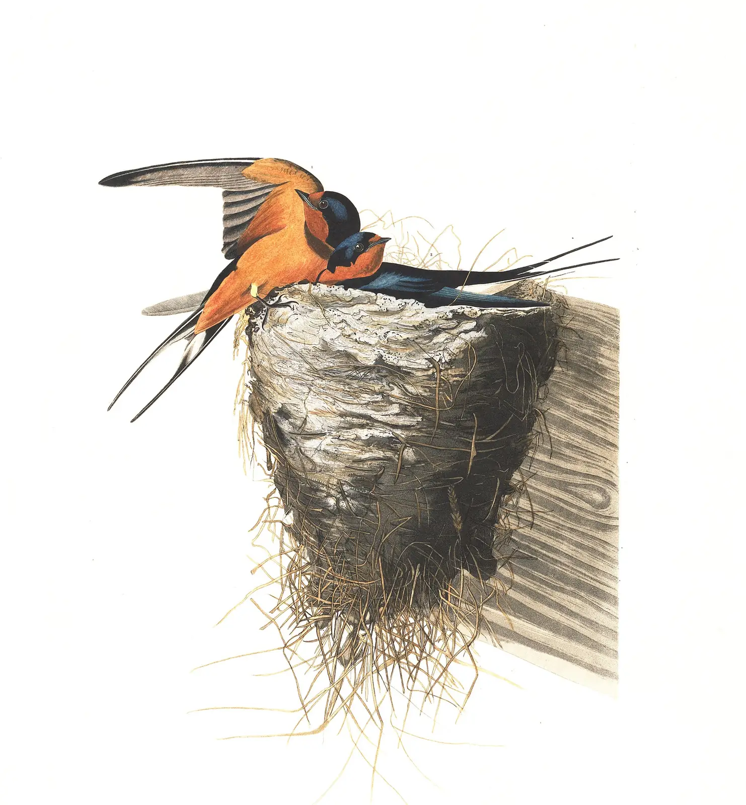 Plate 173 of Audubon's The Birds of America: Barn Swallow (Hirundo rustica)
