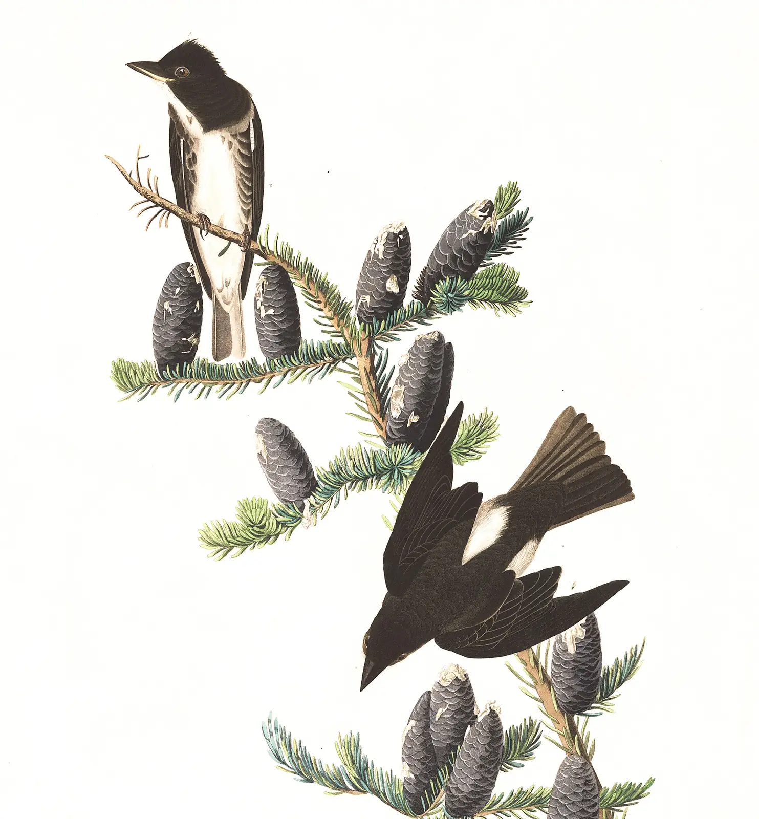 Plate 174 of Audubon's The Birds of America: Olive-sided Flycatcher (Contopus cooperi)