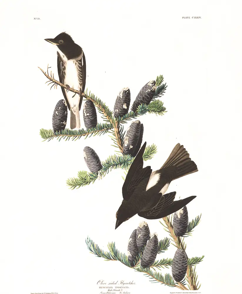 The whole sheet of plate 174, with its engraved caption