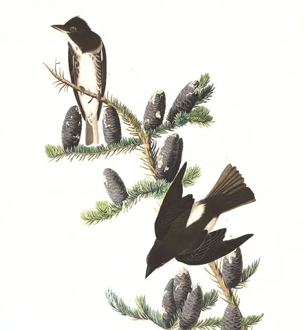 Plate 174 of Audubon's The Birds of America: Olive-sided Flycatcher (Contopus cooperi)