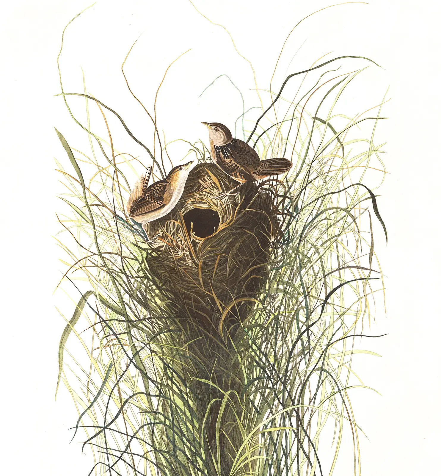 Plate 175 of Audubon's The Birds of America: Sedge Wren (Cistothorus stellaris)