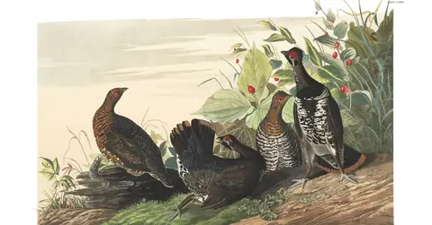 Plate 176 of Audubon's The Birds of America: Spruce Grouse (Canachites canadensis)