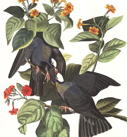 Plate 177 of Audubon's The Birds of America: White-crowned Pigeon (Patagioenas leucocephala)