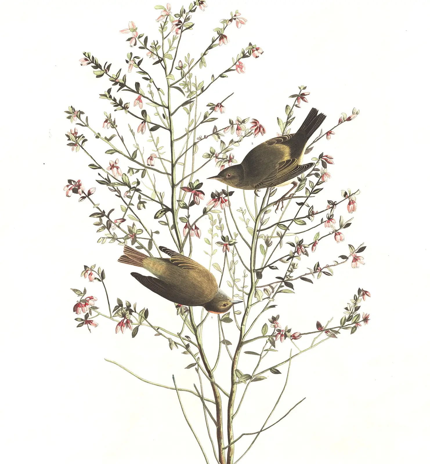 Plate 178 of Audubon's The Birds of America: Orange-crowned Warbler (Leiothlypis celata)