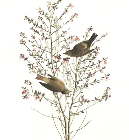 Plate 178 of Audubon's The Birds of America: Orange-crowned Warbler (Leiothlypis celata)